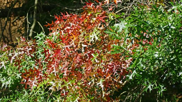 Die Sumpfeiche. (Quercus palustris).
Laubblätter im Herbst.