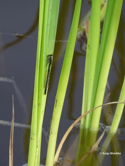 Große Pechlibelle (Ischnura elegans) Weibchen (Foto: Katja Woidtke)