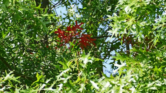 Die Sumpfeiche. (Quercus palustris).
Laubblätter im Herbst.