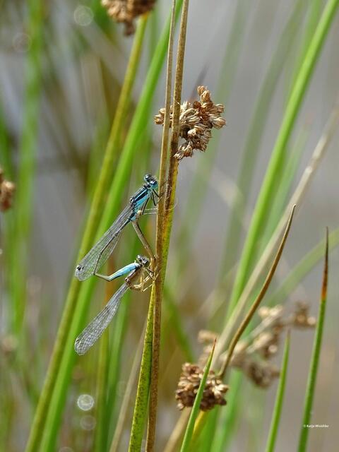 Große Pechlibelle (Ischnura elegans) Paarungsrad (Foto: Katja Woidtke)