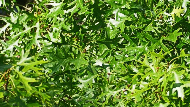 Die Sumpfeiche. (Quercus palustris).
Laubblätter im Sommer.