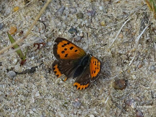 Kleiner Feuerfalter (Lycaena phlaeas) (Foto: Katja Woidtke)