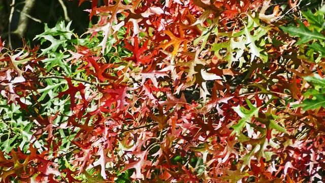 Die Sumpfeiche. (Quercus palustris).
Laubblätter im Herbst.
