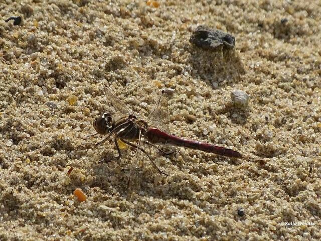 Heidelibelle (Foto: Katja Woidtke)