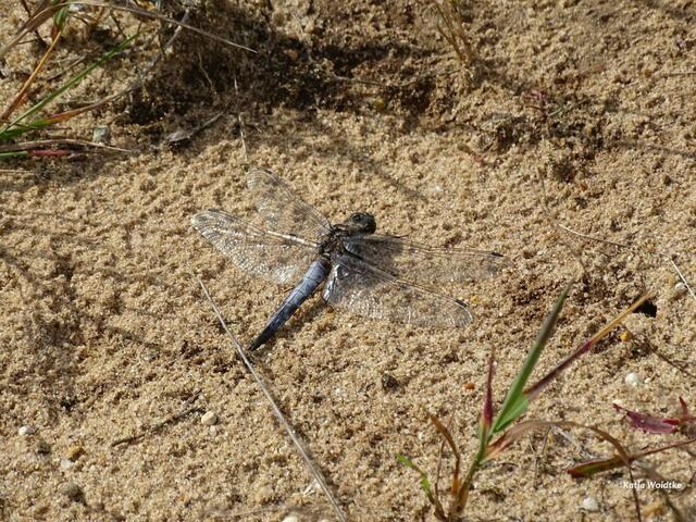 Großer Blaupfeil (Orthetrum cancellatum) auf der Kreyen Wisch (Foto: Katja Woidtke)