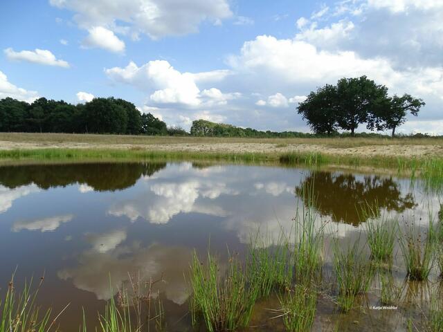 Kleingewässer auf der Kreyen Wisch (Foto: Katja Woidtke)
