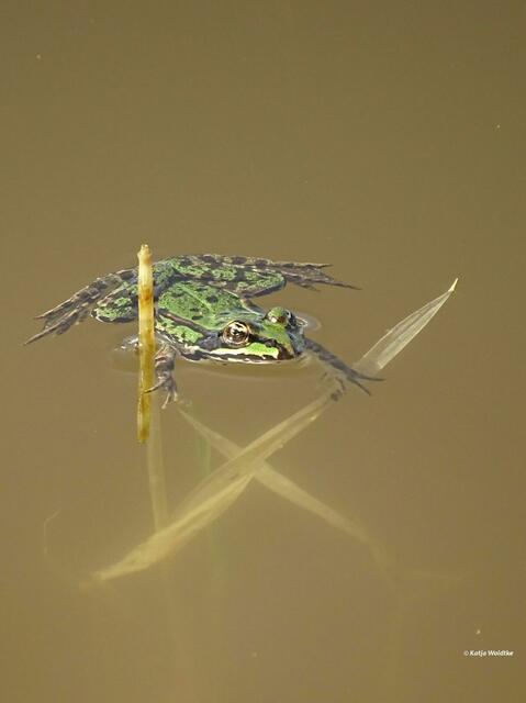 Ein Teichfrosch überrascht uns mit seiner Attacke auf eine Großlibelle (leider nicht im Bild) (Foto: Katja Woidtke)