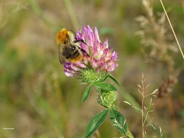 Ackerhummel (Bombus pascuorum) (Foto: Katja Woidtke)