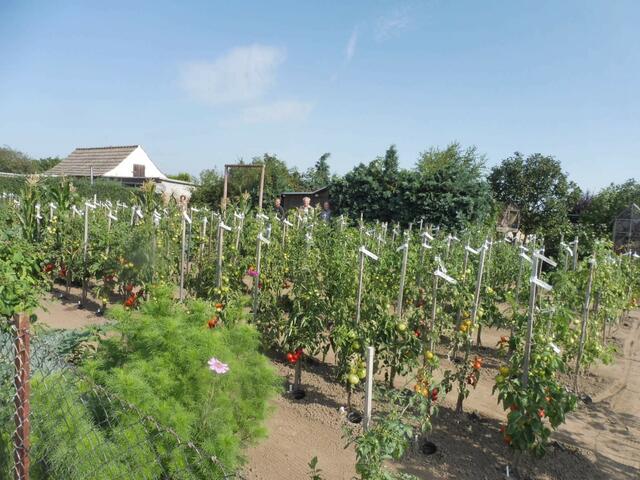 Tomatenfeld