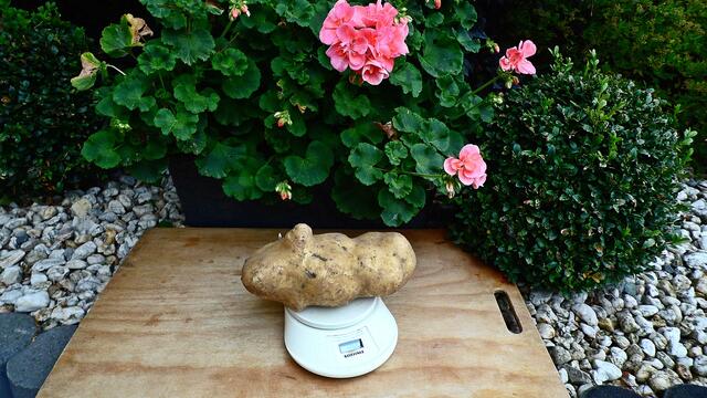 Diese Kartoffel hat 1260 Gramm auf die Waage gebracht und die Futterrübe 5 Kilo und 275g,meinen Glückwunsch zu dem dem Zuchterfolg !