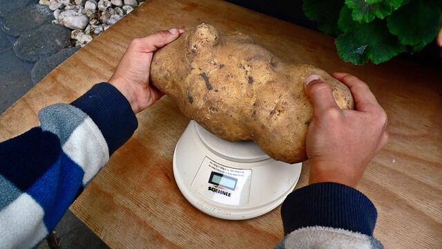 Diese Kartoffel hat 1260 Gramm auf die Waage gebracht und die Futterrübe 5 Kilo und 275g,meinen Glückwunsch zu dem dem Zuchterfolg !