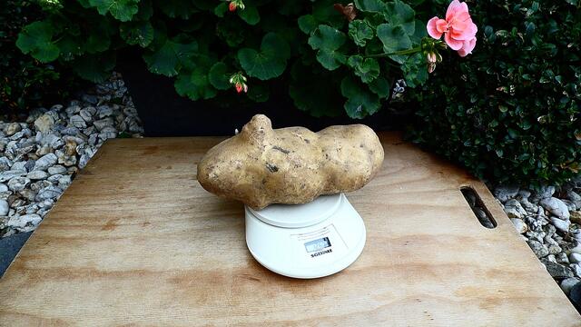 Diese Kartoffel hat 1260 Gramm auf die Waage gebracht und die Futterrübe 5 Kilo und 275g,meinen Glückwunsch zu dem dem Zuchterfolg !