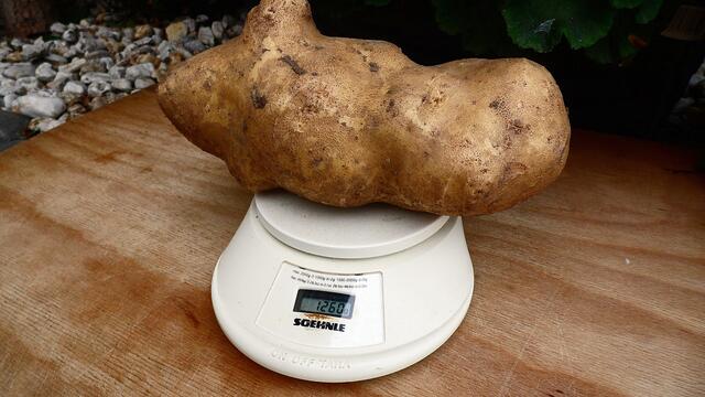 Diese Kartoffel hat 1260 Gramm auf die Waage gebracht und die Futterrübe 5 Kilo und 275g,meinen Glückwunsch zu dem dem Zuchterfolg !