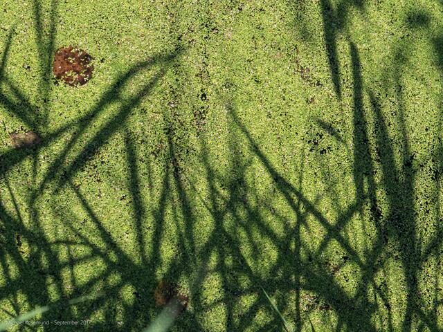 Schatten der Gräser