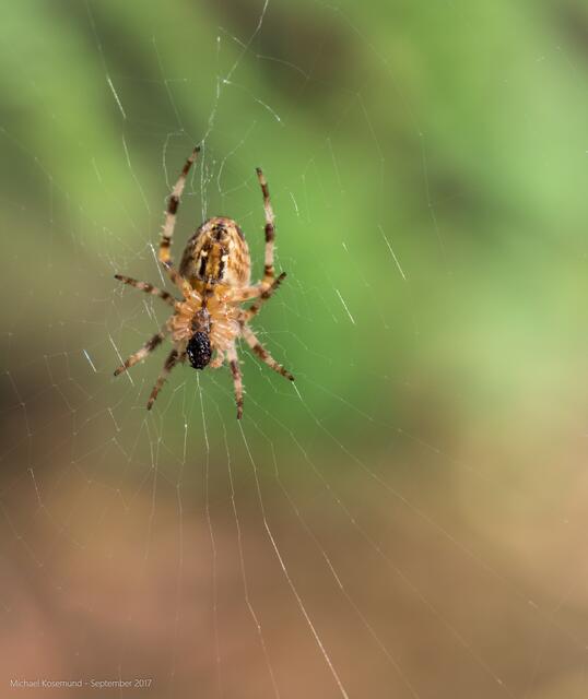 Spinne im Netz