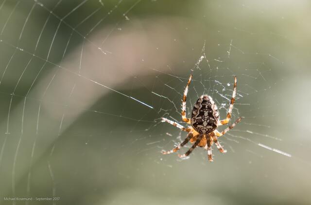 Spinne