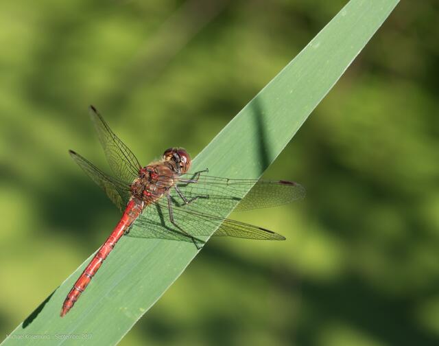 rote Libelle
