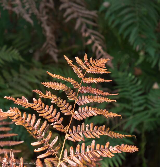 Herbstfärbung