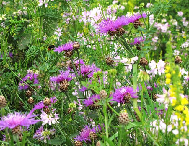 Wiesenflockenblumen...