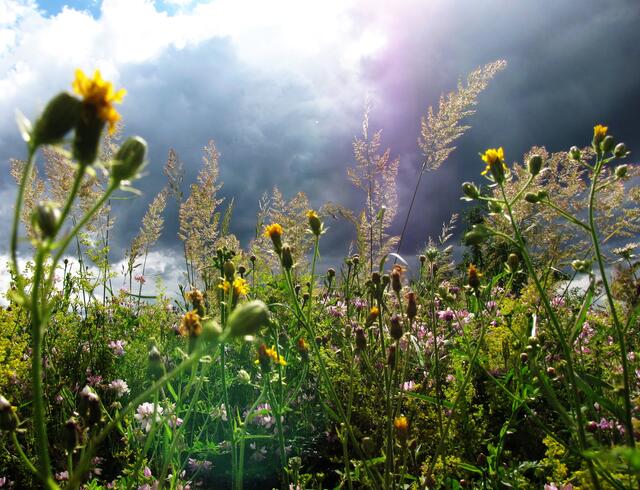 Eine bunte Wiesenmischung, Lebensraum für viele Insekten.