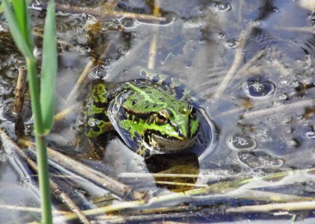 Da haben auch Amphibien ein schönes Zuhause, so wie dieser Teichfrosch.