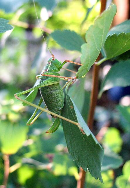 So auch für den bedrohten Grashüpfer. Sein Lebensraum sind nur selten gemähte Wiesen. | Foto: Christel Wolter