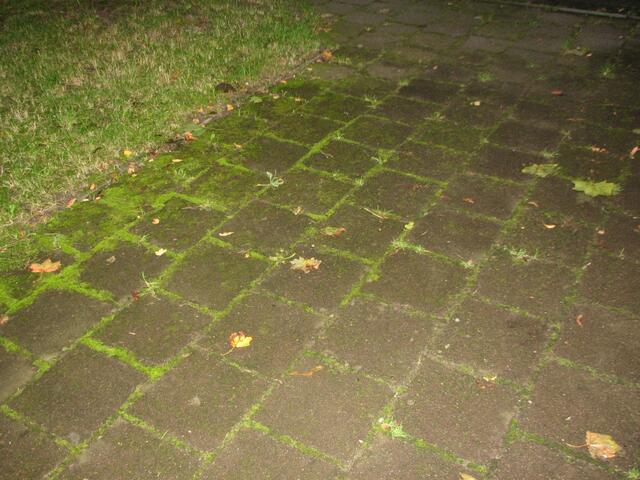 Moos auch auf den Gehwegplatten der Hauseingänge