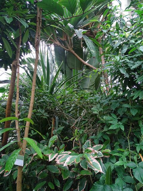 Palmenhaus Wien-Schönbrunn