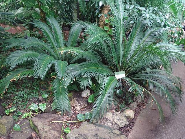 Palmenhaus Wien-Schönbrunn