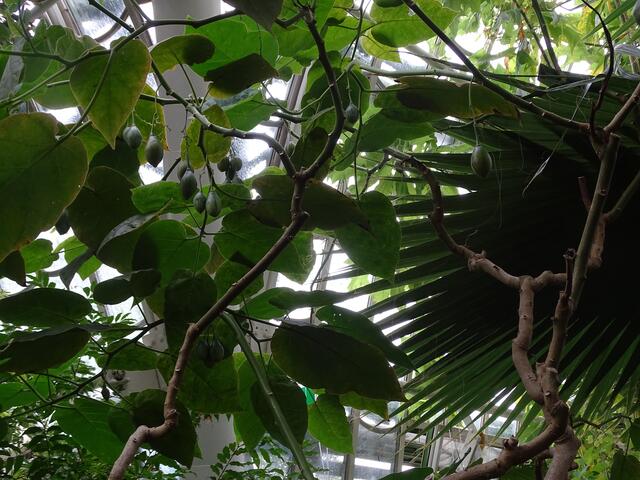 Palmenhaus Wien-Schönbrunn