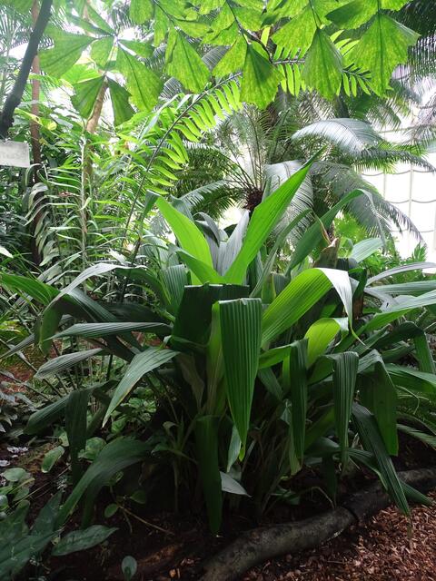 Palmenhaus Wien-Schönbrunn