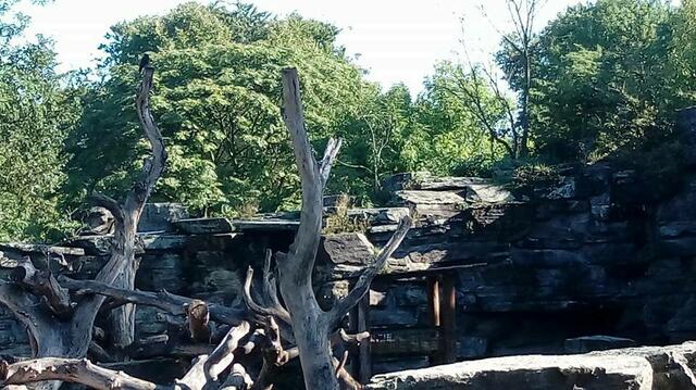 Nach 6 im Zoo....Bärengehege im Kölner Zoo
