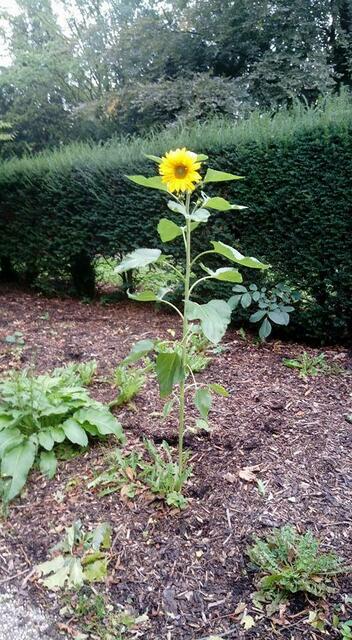 Eine einzelne Sonnenblume trotzt dem Tod