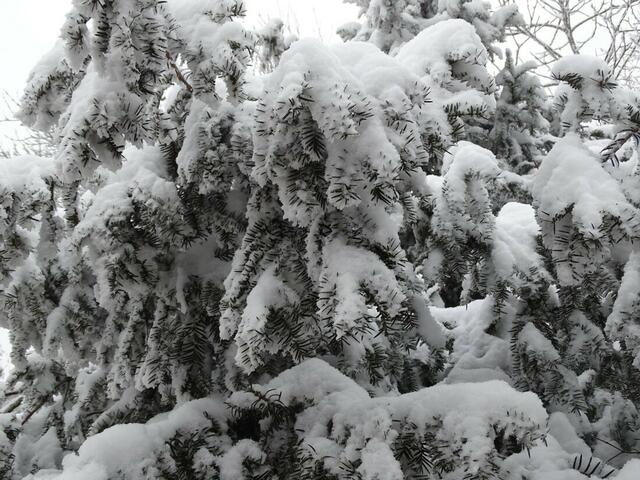 Ein frohes und gesundes 2018! (Winterbild)