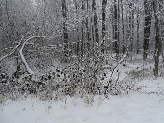 Ein frohes und gesundes 2018! (Winterbild)