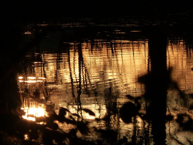 Schattenspiel - am Teich