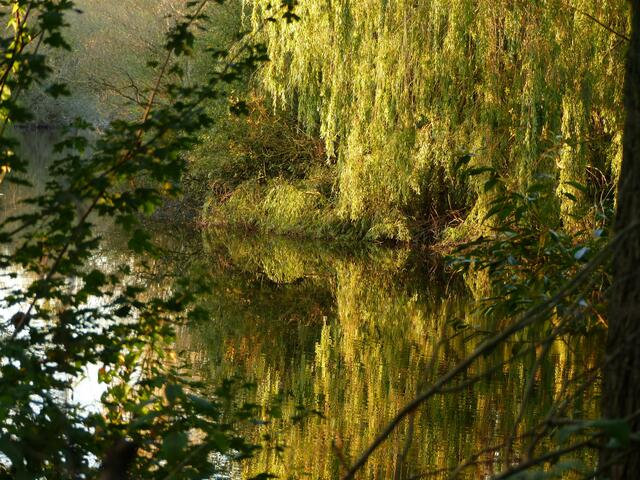 Trauerweide - Spiegelung