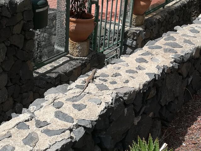 Ein Salamander wärmt sich auf einer Mauer (Bildmitte).