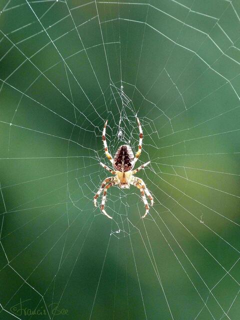 Meine Bewacherin: die Kreuzspinne