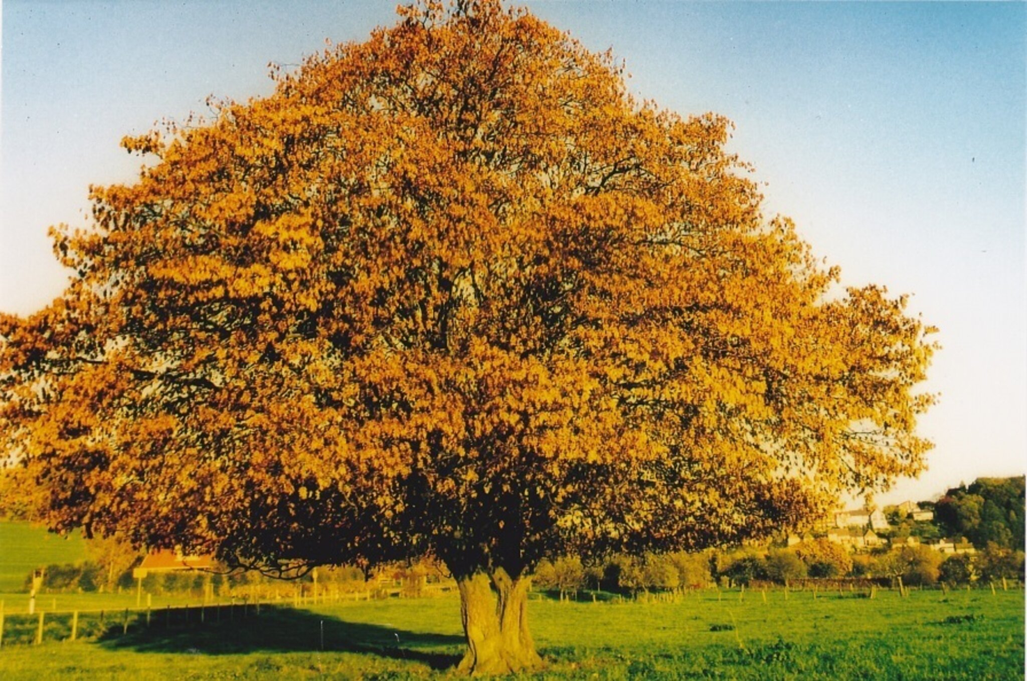 Herbstaufnahmen rund um Diemelstadt Diemelstadt