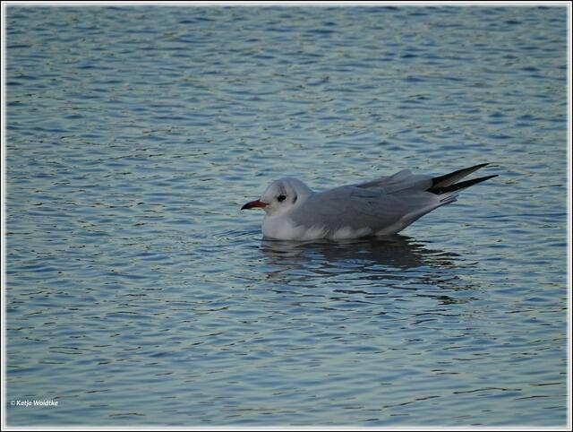 Lachmöwe (Larus ridibundus) am Graswarder in Heiligenhafen (Foto: Katja Woidtke)