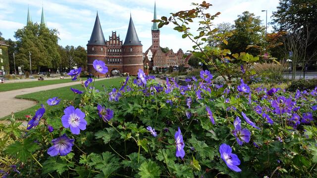 Staudenbeete auf dem Holstentorplatz. Foto: Helmut Kuzina