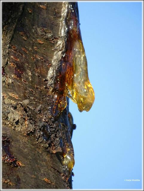 Wenn Bäume weinen... (Foto: Katja Woidtke)
