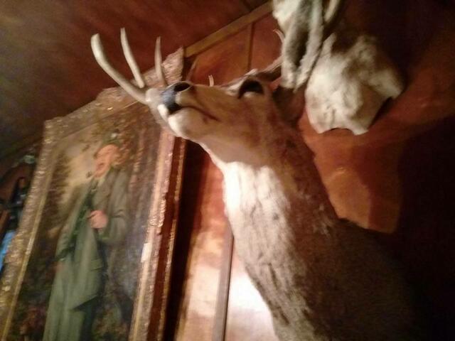 Der bekannteste Hirsch nach dem Jägermeister Hirsch ist dieser kanadische Bursche aus dem Forsthaus.