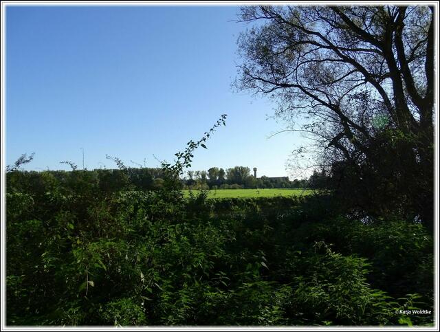 In der Leinemasch Herrenhausen (Foto: Katja Woidtke)