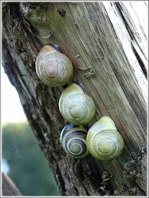Schneckentreffen (Foto: Katja Woidtke)
