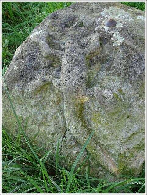 Eidechse in der Leinemasch (Foto: Katja Woidtke)