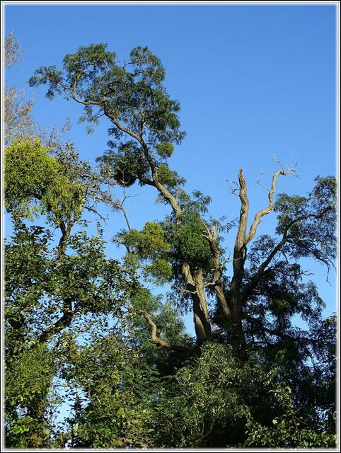 Baumriesen (Foto: Katja Woidtke)