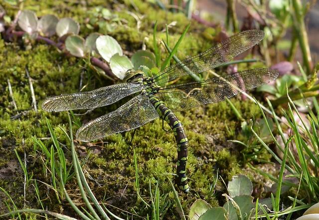 Blau-Grüne Mosaikjungfer , w