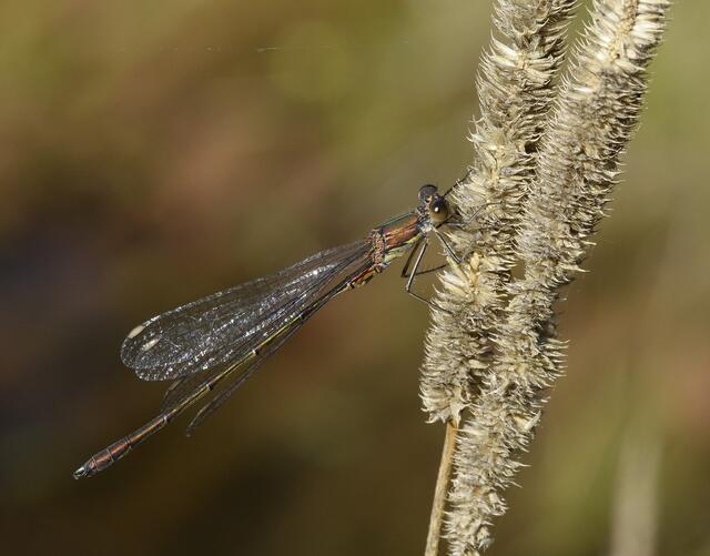 Gemeine Binsenjungfer